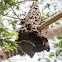 Hornet nest