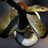 Red-Necked KeelBack ( Venomous N Poisonous )