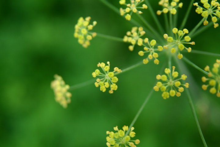 Fuochi d' artificio di cardoncello