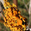 Orange Lichen