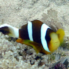 Panda Clownfish