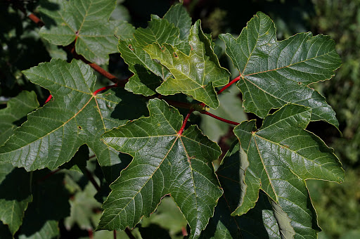 Acer pseudoplatanus