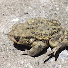 Common toad