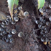 Bird's nest fungus