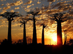 Allée des baobabs