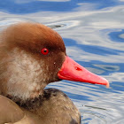 Red-crested pochard