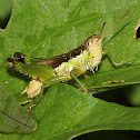 Short-winged Rice Grasshopper