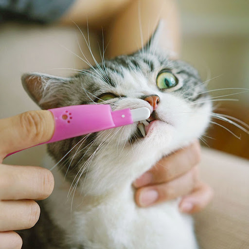 Title 7, Cat Pet Finger Toothbrush Gentle Dental Cleanin...