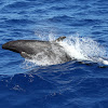 False Killer Whale