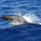 False Killer Whale