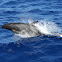 False Killer Whale