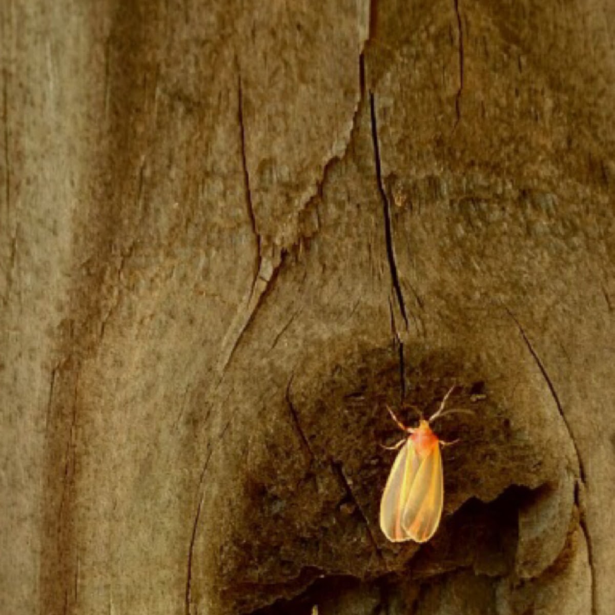 Painted Lichen Moth