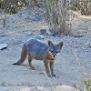 Catalina Island Gray Fox