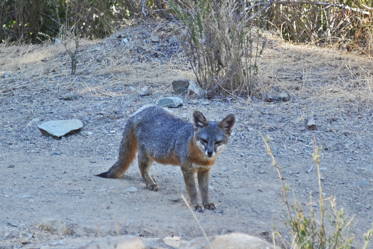 Catalina Island Gray Fox