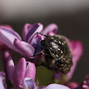 Mediterranean Spotted Chafer