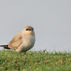 Small Indian Pratincole