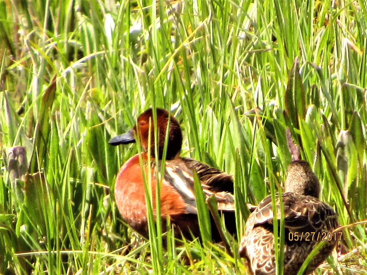 Cinnamon Teal