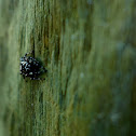 Jumping spider