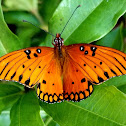 Gulf fritillary