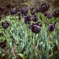 Black tulipans di Viviana Paiano