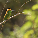 Green bee-eater