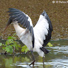 Wood Stork