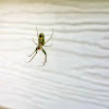 Orchard spider