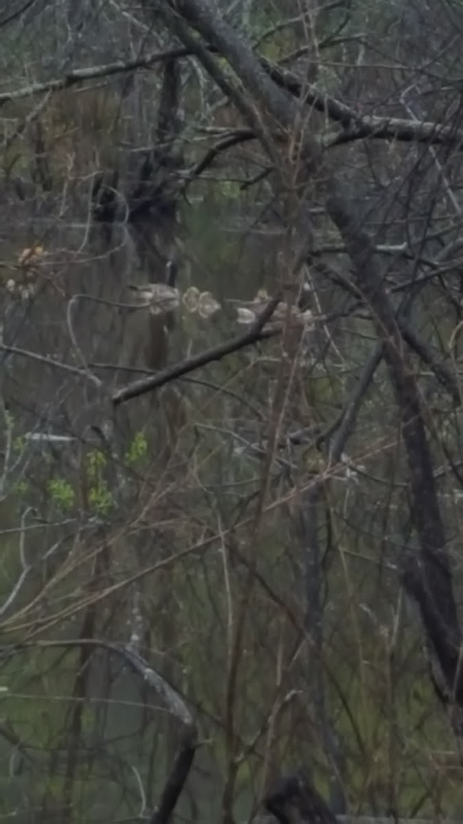 Canada Geese and Goslings