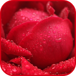 Cover Image of Tải xuống Red Wallpapers 1.0 APK