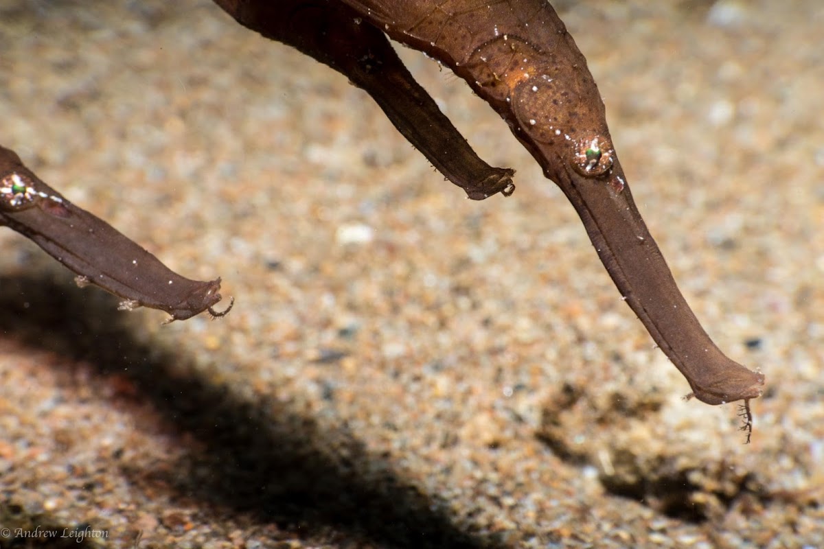 Robust Ghost Pipefish