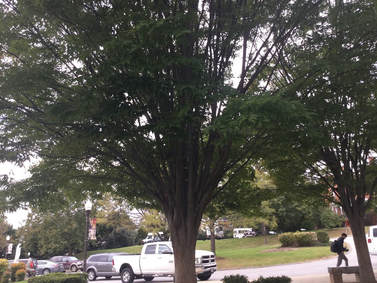 American Beech