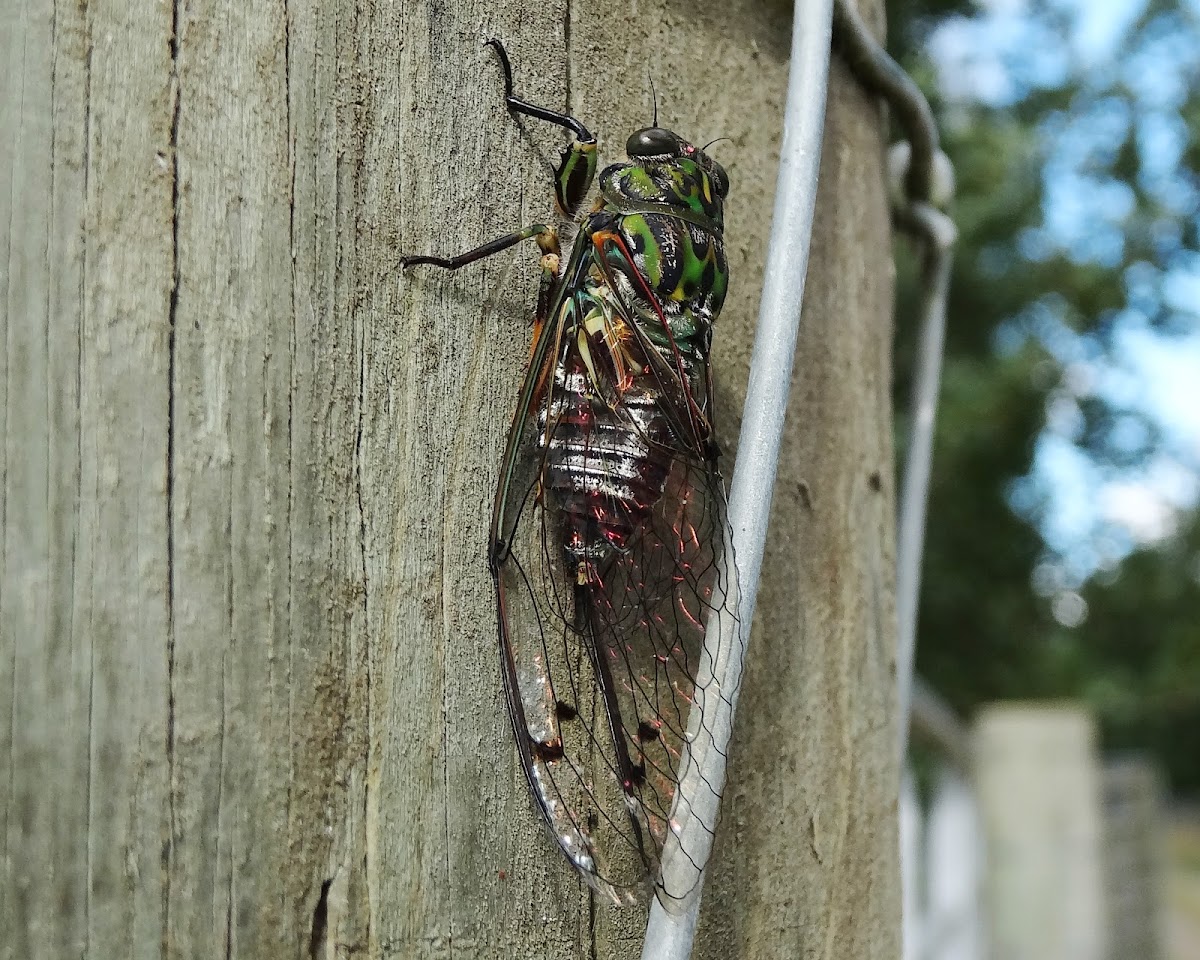 Chorus Cicada