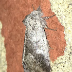 Saddled Prominent Moth