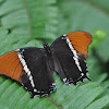 Rusty-tipped Page Butterfly