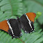 Rusty-tipped Page Butterfly