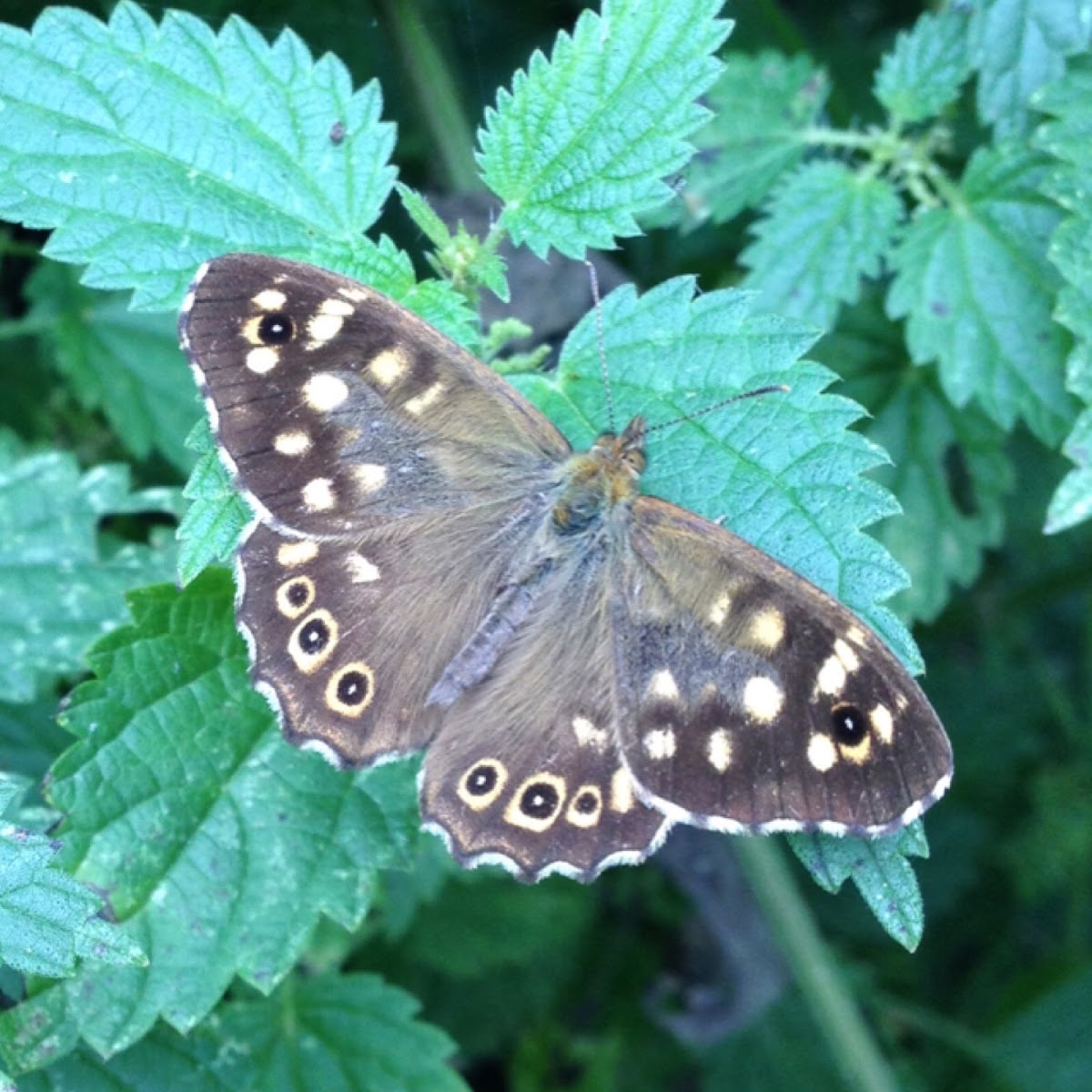 Speckled wood