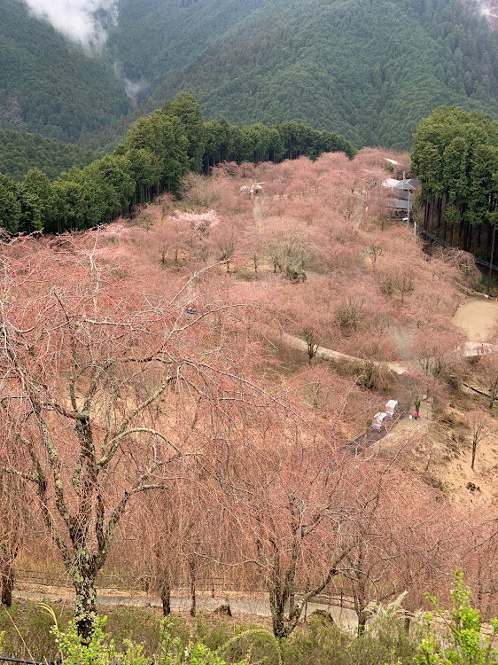 の投稿画像4枚目