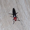 Pleasing Fungus Beetle