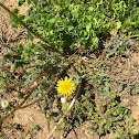 Common Dandelion