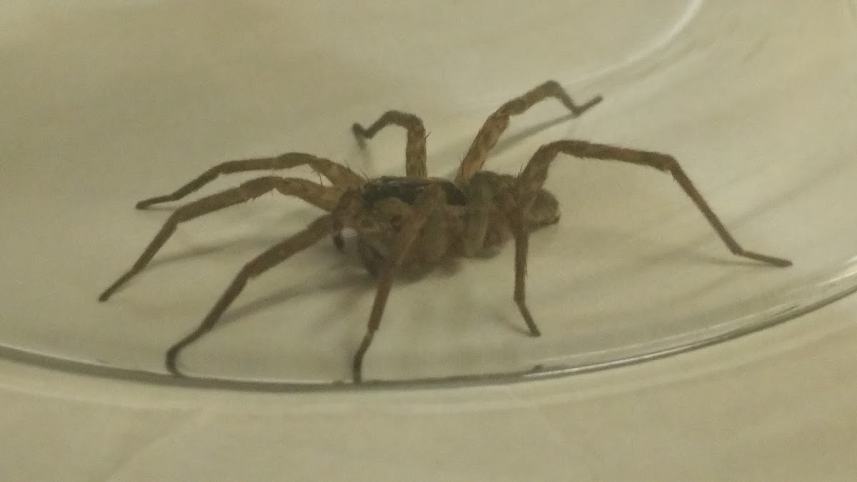 Wolf Spider