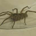 Wolf Spider