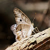 White Peacock