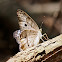 White Peacock