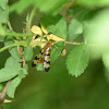 Panorpa Scorpion Fly (male)