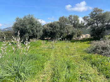 terrain à batir à Calenzana (2B)