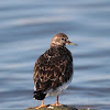 Ruddy Turnstone