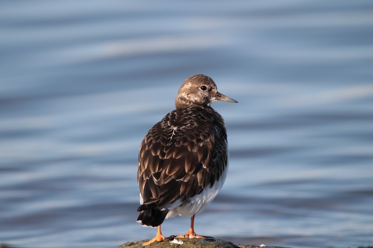 Ruddy Turnstone