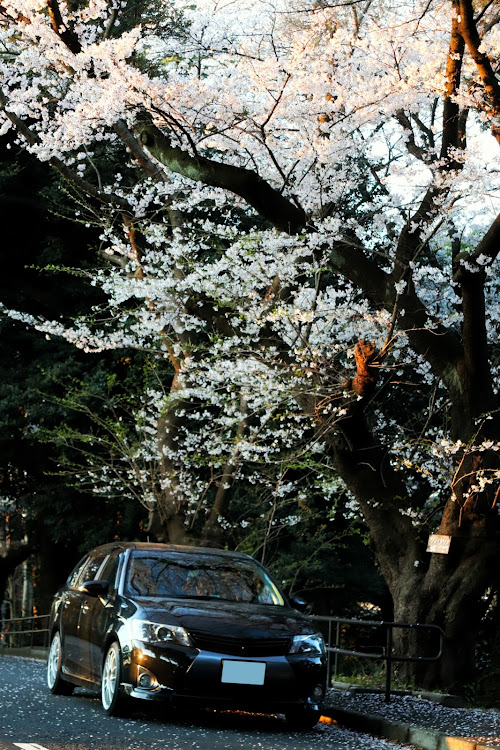 カローラフィールダーのカローラフィールダーハイブリッド・カローラフィールダー・桜とコラボ・桜と愛車に関するカスタム事例の投稿画像2枚目
