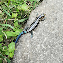 Five-Lined Blue Tail Skink