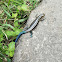 Five-Lined Blue Tail Skink